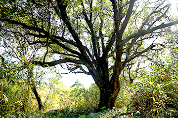 市指定天然記念物「ウバメガシの巨木」